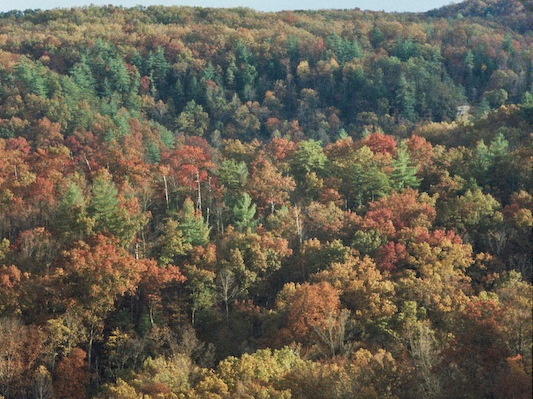 Red River Gorge in Fall